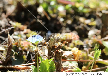 Persian speedwell 77645686