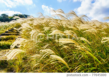 Autumn scenery of Japanese pampas grass at Kawachi Toge [Hirado City, Nagasaki Prefecture] 77645800