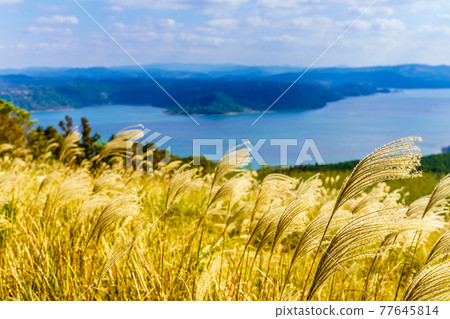 Autumn scenery of Japanese pampas grass at Kawachi Toge [Hirado City, Nagasaki Prefecture] 77645814