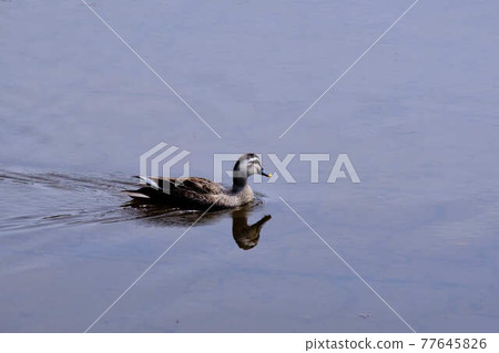 鴨 77645826