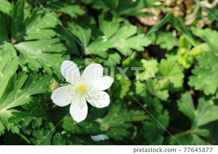 Ichirinsou (one-flowered grass) begins to bloom 77645877