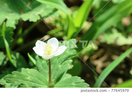 Nirinsou(兩輪草)比Ichirinsou(單輪草)小 Nirinsou(兩輪草)比Ichirinsou(單輪草)小 77645970