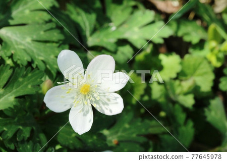 Ichirinsou (one-flowered grass) begins to bloom 77645978