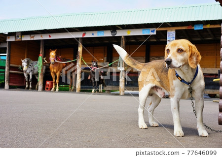 Earth Dream Kakuyama Farm Ebetsu City, Hokkaido 77646099