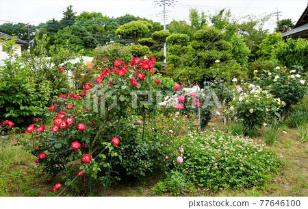 Gardening scented rose flower landscape in full bloom 77646100