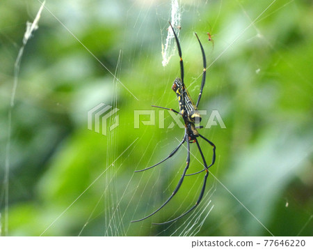 spider on the web and waits for prey 77646220