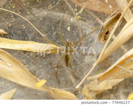 spider on the web and waits for prey 77646227