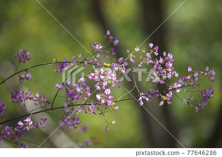Unnan Hagi (Yunnan Hagi) Hagi that blooms from spring, taken in April Unnan Hagi (Yunnan Hagi) Hagi that blooms from spring, taken in April 77646286