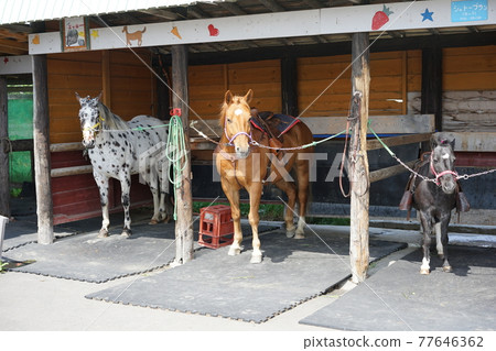 騎馬馬地球夢角山農場北海道江別市 騎馬馬地球夢角山農場北海道江別市 77646362