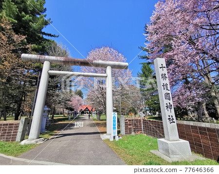 十勝護國神社/鳥居(北海道帶廣市) 十勝護國神社/鳥居(北海道帶廣市) 77646366