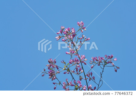 Unnan Hagi (Yunnan Hagi) 從春天盛開的萩，拍攝於四月 77646372