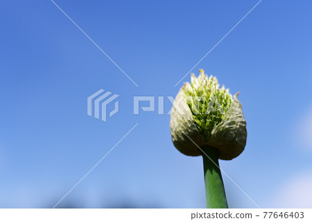 Green onion green onion 77646403