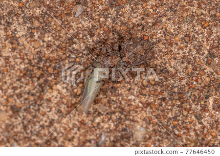 Small jumping spider Small jumping spider 77646450