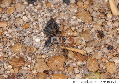 Small Wolf Spider Small Wolf Spider 77646451