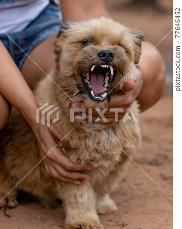 domestic dog on a farm domestic dog on a farm 77646452