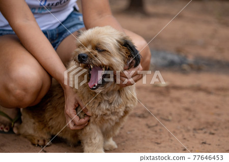 domestic dog on a farm domestic dog on a farm 77646453