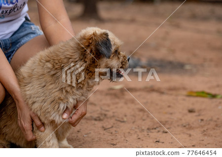 domestic dog on a farm domestic dog on a farm 77646454