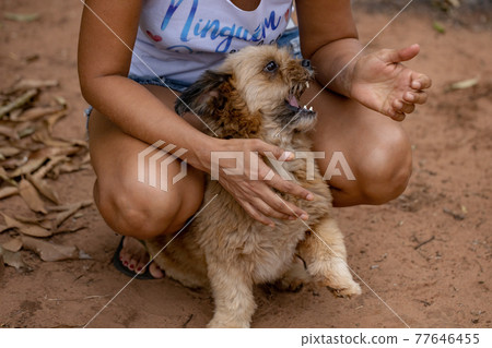 domestic dog on a farm domestic dog on a farm 77646455