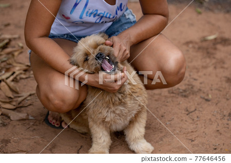 domestic dog on a farm domestic dog on a farm 77646456