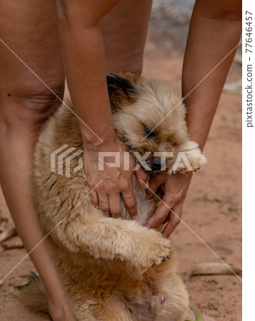 domestic dog on a farm domestic dog on a farm 77646457