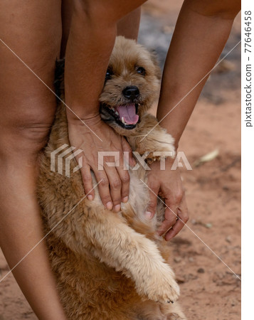 domestic dog on a farm 77646458