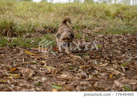 domestic dog on a farm domestic dog on a farm 77646460