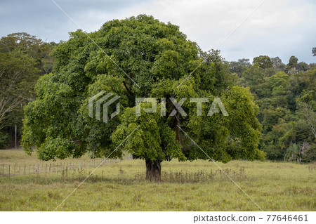 Large angiosperm tree 77646461