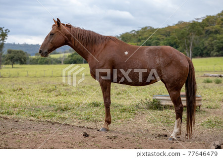 Horse resting in a pasture area of a Brazilian farm with selective focus 77646479