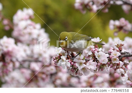 櫻花和mezzo 櫻花和mezzo 77646558