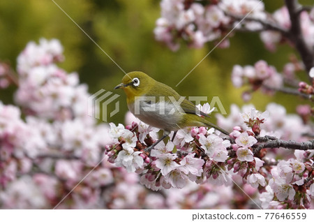 櫻花和mezzo 77646559