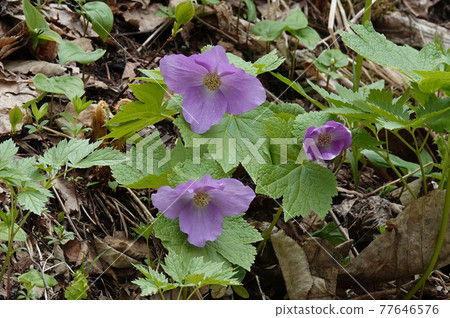 Shiraneeaoi 77646576