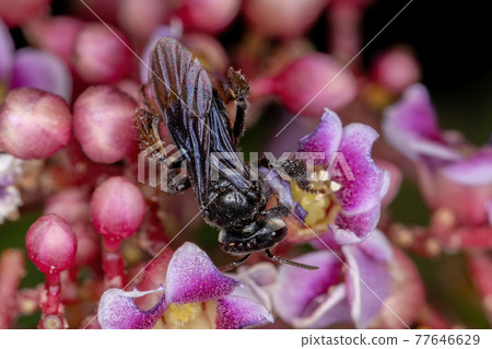 Adult Female Stingless Bee Adult Female Stingless Bee 77646629
