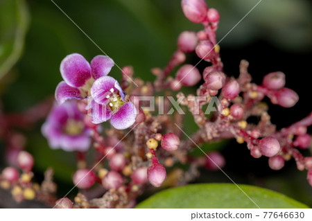 Starfruit tree flower 77646630