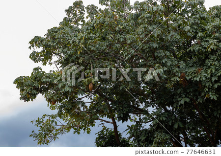 Brazilian Provision Tree 77646631