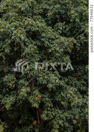 Brazilian Provision Tree Brazilian Provision Tree 77646632