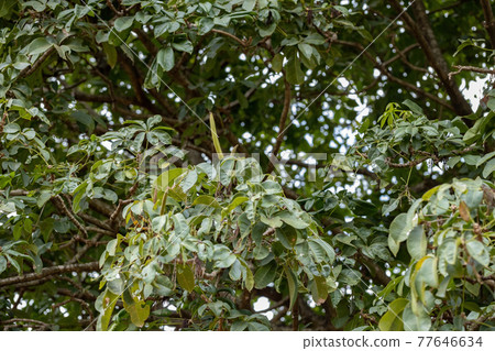 Brazilian Provision Tree 77646634