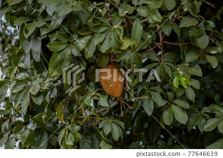 Brazilian Provision Tree Brazilian Provision Tree 77646639