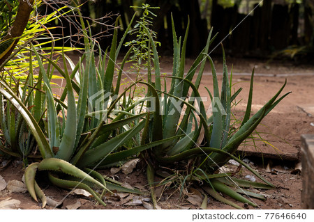Aloe Vera plants grown 77646640