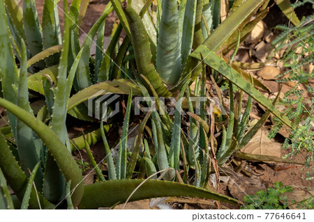 Aloe Vera plants grown 77646641