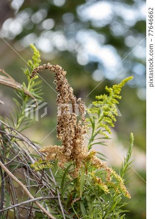 Anise Goldenrod Plant Anise Goldenrod Plant 77646662