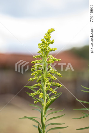 Anise Goldenrod Plant Anise Goldenrod Plant 77646663