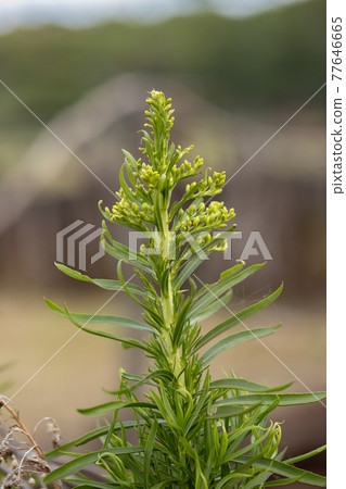 Anise Goldenrod Plant Anise Goldenrod Plant 77646665