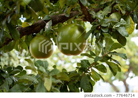 Calabash Tree with selective focus 77646714