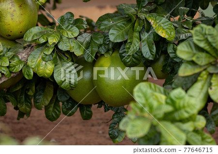 Calabash Tree with selective focus Calabash Tree with selective focus 77646715