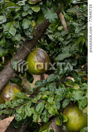 Calabash Tree with selective focus 77646716