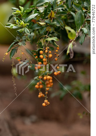 Skyflower Yellow Fruits 77646722