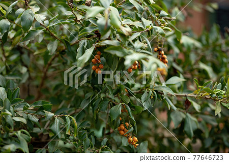 Skyflower Yellow Fruits Skyflower Yellow Fruits 77646723