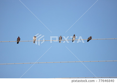 Dove on the wire Dove on the wire 77646840