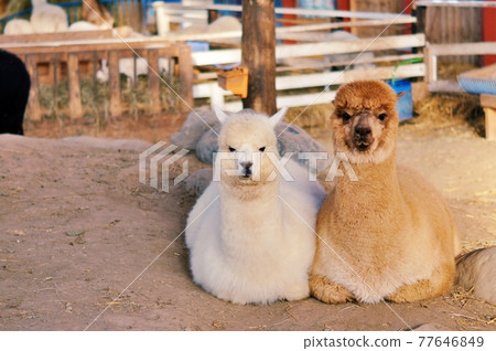 羊駝（北海道江別市地球夢角山農場） 77646849