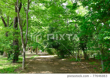 Tamagawa Josui Promenade 77646863